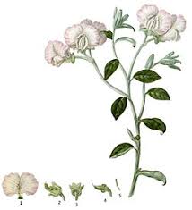 Image result for Podalyria