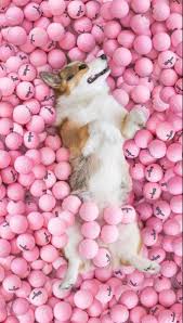 Pink Aesthetic In 2020 Cute Dog Wallpaper Corgi Wallpaper Iphone Dog Wallpaper Iphone
