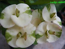 Euphorbia Milii Crown Of Thorns Lucky Jade Corona De Cristo Cactus Succulents By Euphorbiamiliigarden On Etsy Euphorbia Milii Crown Of Thorns Euphorbia