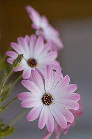 Cosmos Beautiful Flowers Amazing Flowers Flowers Photography