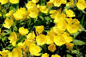 Check spelling or type a new query. Buttercup Flowers Yellow Ranunculus Or Buttercup Flower Is A Perennial Plant Usually Flowering In The Spring And Sometimes In The Summer Stock Photo Picture And Royalty Free Image Image 21011666
