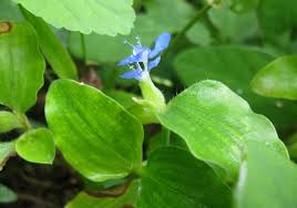 Image result for Commelina
