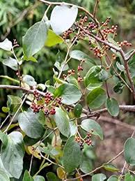 Image result for Embelia