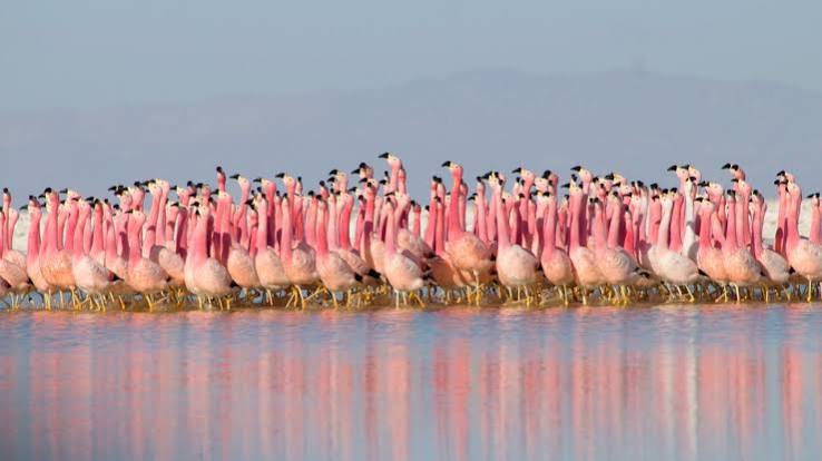 Planet Earth II' Is Now on Netflix | GQ