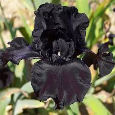 Iris Germanica Ghost Train Iris Des Jardins Bleu Nuit Et Noir Fleurs Sombres Jardin Bleu Fleurs Exotiques