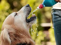 Los Perros Y El Agua Toda La Informacion Que Tienes Que Saber