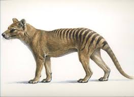 Thylacine Or Tasmanian Tiger The Adventure Of A Study Thylacine Tasmanian Tiger Prehistoric Wildlife