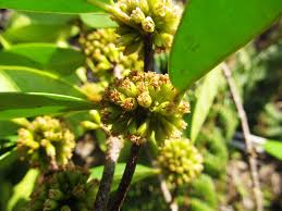 Image result for Cassipourea congoensis