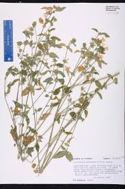 Image result for Dicliptera carvalhoi