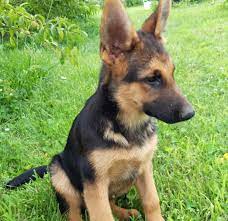 Reserve a puppy with a deposit. German Shepherd Puppies For Sale Morrisville Mo 300790