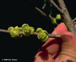 Image result for Putranjivaceae