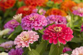 Check spelling or type a new query. How To Grow Beautiful Zinnia Flowers Harvesting And Planting Zinnia Seeds