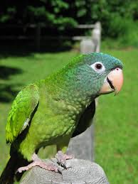 Green Bird With Red Cheeks Pin On Animals