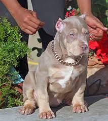 Pitbull puppies for sale rottweiler puppies dogs and puppies bully xxl bully pitbull online pet supplies. Xv Bullies Breeder Of American Bully Xl In Spain