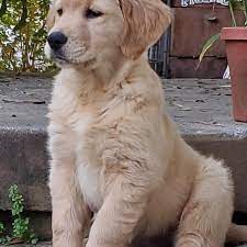 Utd on shots & worming. Maraman Kennel Golden Retrievers Home Facebook
