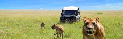 Aktuelle Und Gunstige Angebote 4 Tage 3 Nachte Tsavo Amboseli Compact Safari Jetzt Anschauen