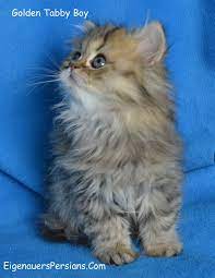Pin On Feline Fine