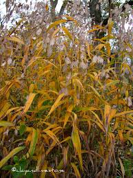 Image result for Chasmanthium latifolium