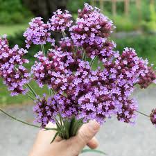 Image result for foto verbena