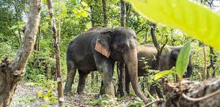 Un elefant poate avea un purice, dar un purice nu poate avea un elefant. Back To School Cu Fratii Kratt Deosebire Intre Elefantii Africani Si Asiatici Mami Si Copilul