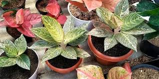Tanaman ini bisa dijadikan tanaman hias di dalam maupun di luar ruangan. 6 Jenis Tanaman Hias Daun Lebar Yang Paling Disukai Rajabeli Com