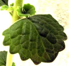 Image result for Coleus hadiensis