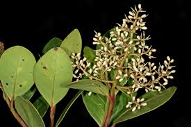 Image result for Metteniusaceae