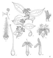 Image result for Strychnos gossweileri