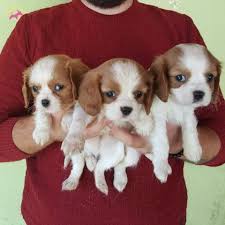 Satilik Cavalier King Charles Fiyatlari Kopek Dunyasi