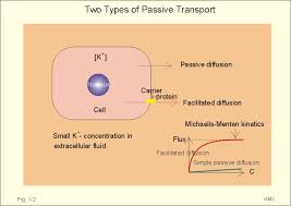 The whole process of course does not require any energy and is passive transport. New Human Physiology Ch1