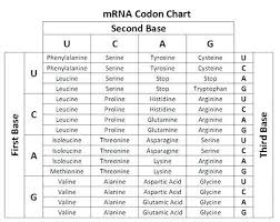 Amino Acid Codon Chart Circle Bedowntowndaytona Com