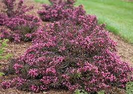 Maybe you would like to learn more about one of these? Easy Care Landscaping With Low Growing Groundcover Shrubs Proven Winners