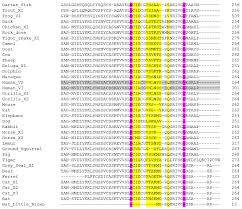 This list of sequenced animal genomes contains animal species for which complete genome sequences have been assembled, annotated and published. Animals Free Full Text Interacting Proteins Polymorphisms And The Susceptibility Of Animals To Sars Cov 2 Html