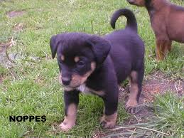 De oostenrijkse pinscher, of österreichischer pinscher, werd oorspronkelijk gehouden als een boerderijhond, die ongedierte onder controle hield en patrouilleerde op het land. N Nest 12 06 2011 Hemera V H Peerdespul X Gonzo V H Peerdespul Oostenrijksepinscher Nl