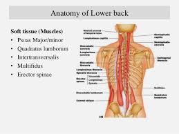 An organ is a group of tissues with similar functions. Anatomy Of Low Back Pain Anatomy Drawing Diagram