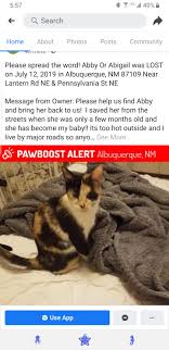 What to do if have you found a cat or dog? Please Help Find My Friend S Lost Kitty Albuquerque