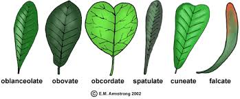Leaf Terminology Part 2