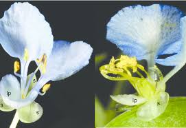 Image result for Commelina latifolia