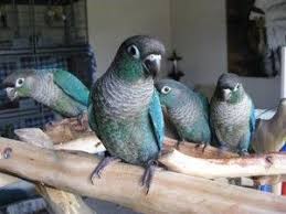 Pyrrhura Molinae Turquoise Pet Birds Parrot Conure Parrots