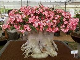 We did not find results for: Facts About The Desert Rose Description Adaptation And Care Owlcation