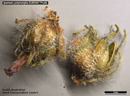 Image result for Ipomoea polymorpha