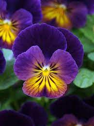 23 Juglone Tolerant Shade Plants For Black Walnut Tree Areas Finding Sea Turtles Pansies Flowers Flowers Perennials Shade Plants
