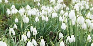 A post shared by snowdrop 헌병 || jtbc (@snowdrop_drama) according to korean media outlet hankyung, the drama was based on the memoirs of a man who escaped from a political prison camp in north korea. Snowdrops 10 Best Varieties How To Look After Them