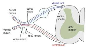 Print these diagrams by clicking on the image to enlarge and save it! Peripheral Nervous System Definition Function Example Biology Dictionary