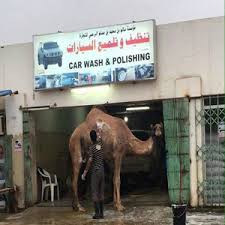 Typically, in his modesty, he did not choose to attach his own name, as many do, instead giving it a local term for a camel jockey F Cking Camel Jockeys By Guest 7114 Meme Center