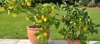 Check spelling or type a new query. Growing Citrus Trees In Pots Palmers Garden Centre