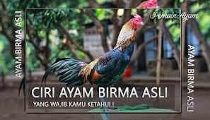 Ciri Ayam Birma Asli Asal Myanmar Yang Wajib Kamu Ketahui Ciri Myanmar Yang