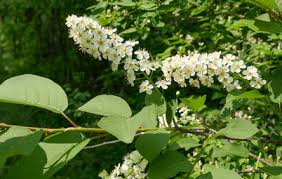 The charm of soul pets chinese; Great Design Plant Snowberry Pleases Year Round