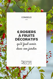6 rosiers a fruits decoratifs remarquables avec images rosier astuce jardin jardinage bio