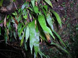 Image result for Loxogramme